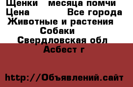 Щенки 4 месяца-помчи › Цена ­ 5 000 - Все города Животные и растения » Собаки   . Свердловская обл.,Асбест г.